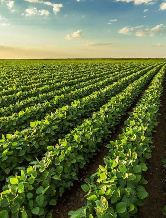 Agriculture Farming